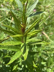 Veronicastrum