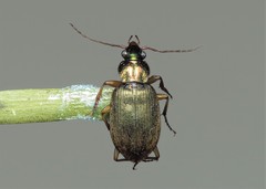 Chlaenius nitidulus