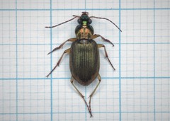 Chlaenius nitidulus