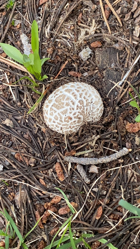 iNaturalist observation photo of Mushrooms, Bracket Fungi, Puffballs, and Allies