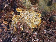 Mesophyllum lichenoides