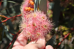 Eucalyptus torquata