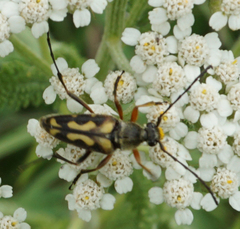 Typocerus octonotatus