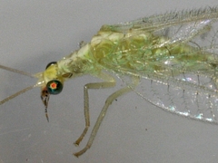 Chrysoperla plorabunda