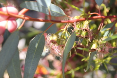 Eucalyptus torquata