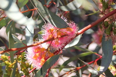 Eucalyptus torquata