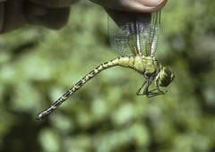 Coryphaeschna viriditas