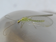 Chrysoperla plorabunda