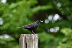 Turdus merula
