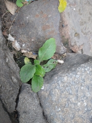 Tracheophyta