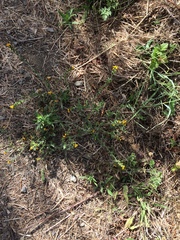 Amsinckia spectabilis