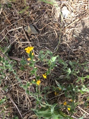 Amsinckia spectabilis