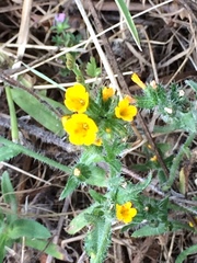 Amsinckia spectabilis