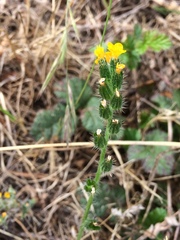 Amsinckia spectabilis