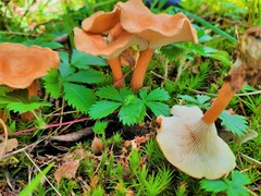 Infundibulicybe squamulosa