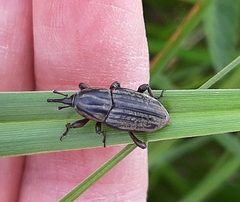 Sphenophorus australis