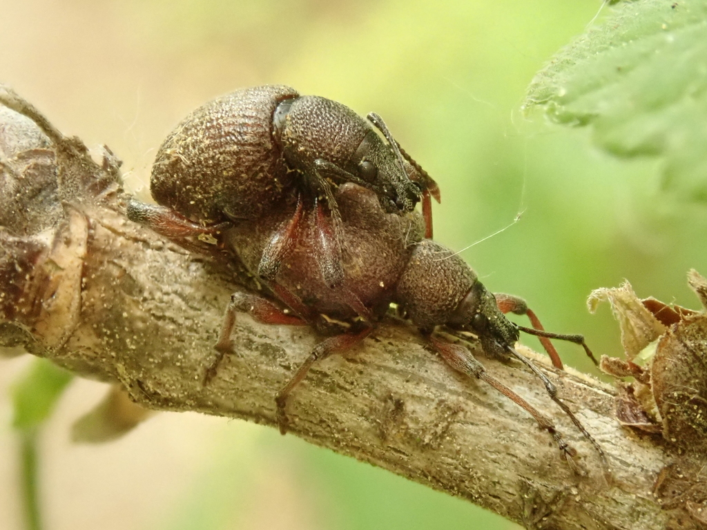 Dodecastichus inflatus