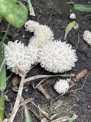 Lycoperdon