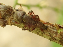 Dodecastichus inflatus