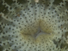 Actinodendron alcyonoideum