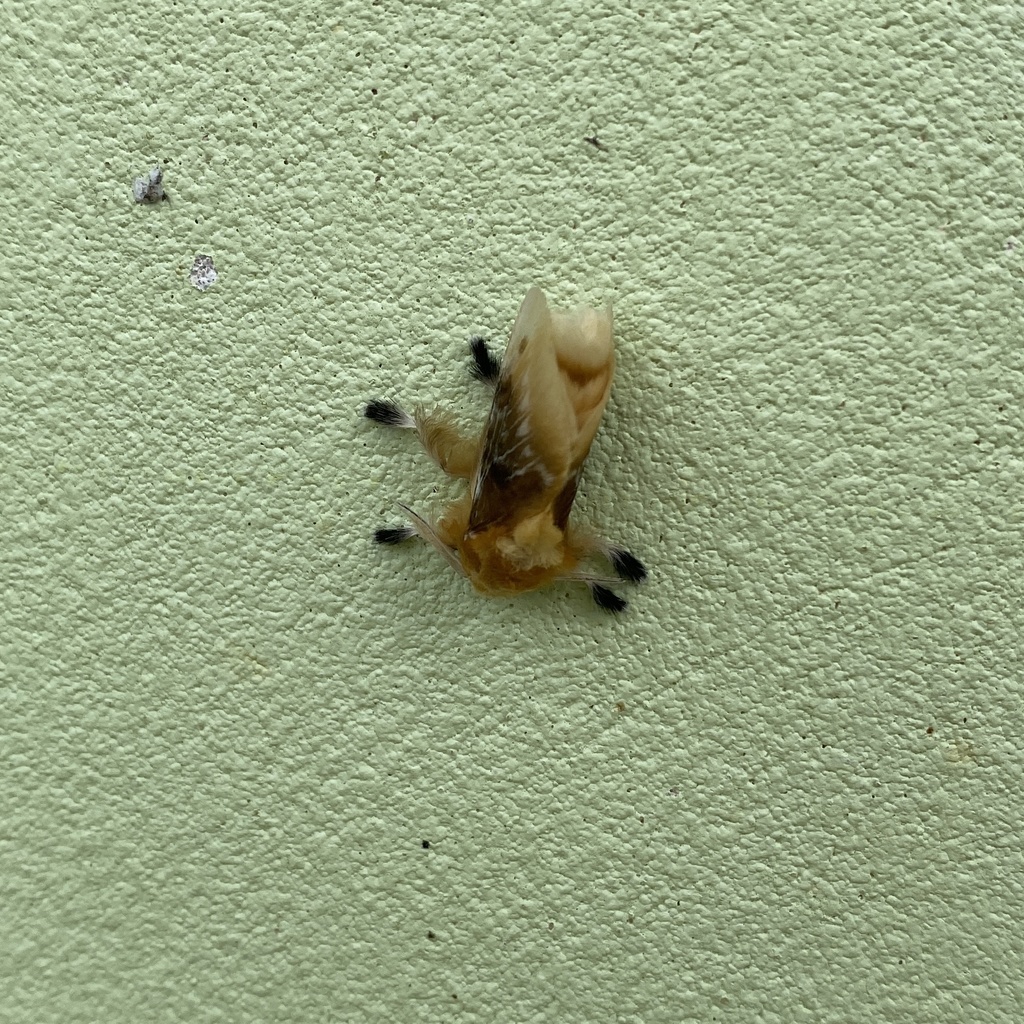 Megalopyge xanthopasa