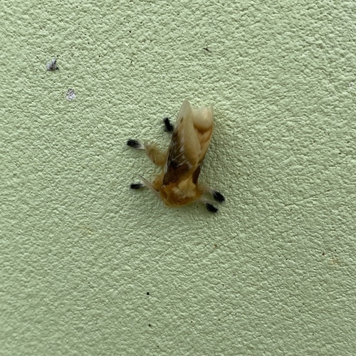 Polilla de franela