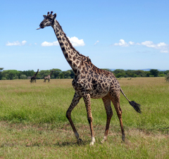 Giraffa camelopardalis tippelskirchi