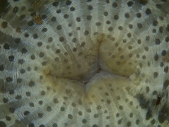 Actinodendron alcyonoideum