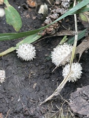Lycoperdon
