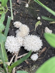 Lycoperdon