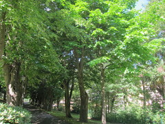 Tilia
