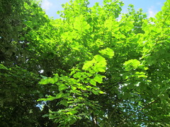 Tilia
