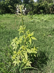 Cleome spinosa