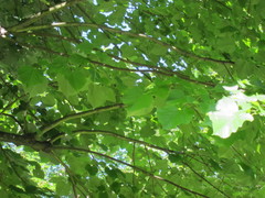 Tilia
