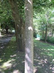 Tilia