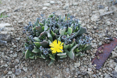 Rhombophyllum dolabriforme