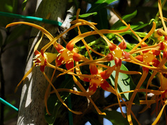 Strophanthus speciosus