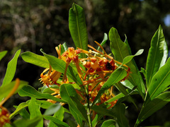 Strophanthus speciosus