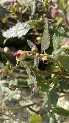 Scrophularia rupestris