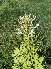 Cleome spinosa