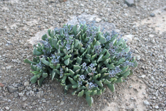 Rhombophyllum dolabriforme