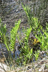 Acrostichum danaeifolium