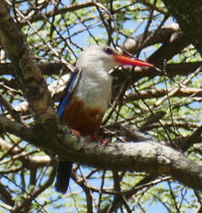 Halcyon leucocephala