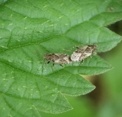 Heterogaster urticae