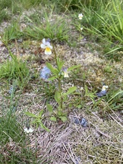Viola arvensis