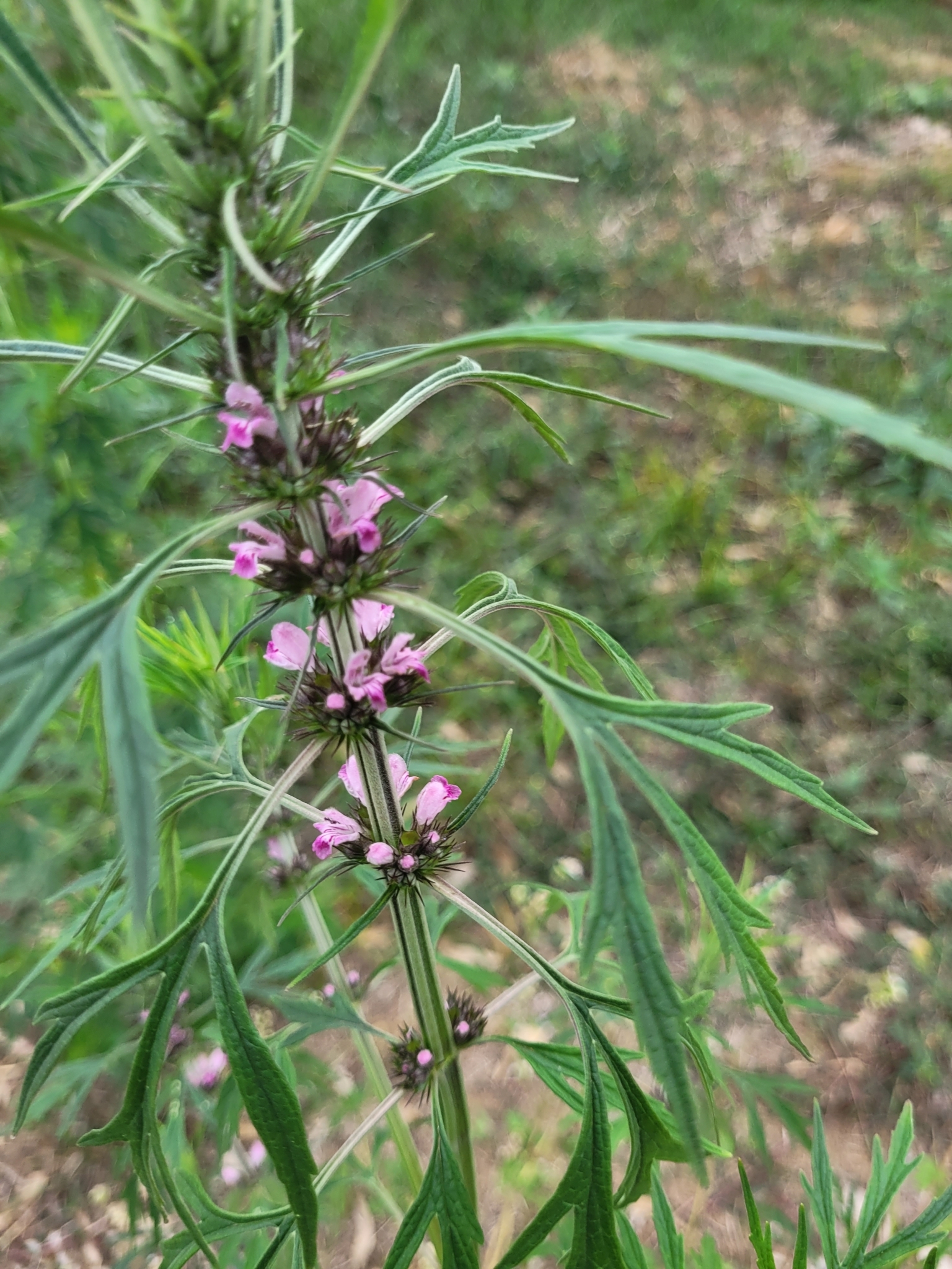 Leonurus japonicus