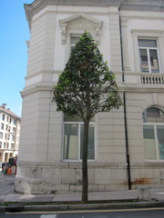 Magnolia grandiflora