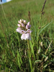 Dactylorhiza incarnata incarnata