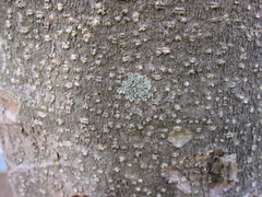 Hyperphyscia adglutinata