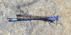 Argia munda